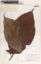 Couma macrocarpa Barb. Rodr., Guatemala, P. C. Standley 72623, F