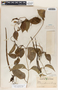 Echites yucatanensis Millsp. ex Standl., Mexico, G. F. Gaumer 24039, F