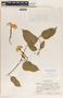Echites yucatanensis Millsp. ex Standl., Mexico, C. L. Lundell 7542, F