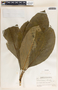 Tetrorchidium rotundatum Standl., Guatemala, P. C. Standley 88341, F