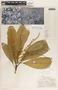 Tetrorchidium rotundatum Standl., Guatemala, A. F. Skutch 1357, F