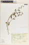 Tragia nepetifolia Cav., Mexico, G. Castillo C. 579, F