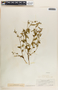 Tragia nepetifolia Cav., Mexico, C. H. Townsend 67, F