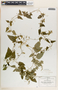 Tragia nepetifolia var. amblyodonta (Müll. Arg.), Mexico, C. G. Pringle 10351, F