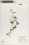 Tragia nepetifolia Cav., Mexico, J. Rzedowski 28417, F