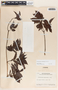 Forsteronia myriantha Donn. Sm., Nicaragua, P. C. Standley 19495, F