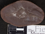 PP 28901 [HS, M] Thallites, Moscovian / Desmoinesian, Francis Creek Shale Member, United States of America, Illinois, Will