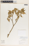 Croton flavens L., Saint Vincent and the Grenadines, C. V. Morton 4779, F