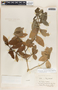Bernardia corensis (Jacq.) Müll. Arg., Virgin Islands (UK), P. Beard 1017, F