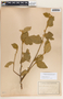 Bernardia carpinifolia Griseb., Puerto Rico, P. E. E. Sintenis 3698, F