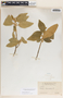 Bernardia carpinifolia Griseb., Cuba, J. A. Shafer 2647, F