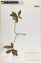 Bernardia carpinifolia Griseb., Cuba, H. F. A. von Eggers 5367, F