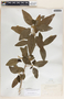 Bernardia carpinifolia Griseb., Cuba, R. Combs 364, F