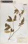Bernardia carpinifolia Griseb., Cuba, P. Wilson 9342, F
