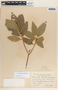 Bernardia carpinifolia Griseb., Cuba, E. L. Ekman 6350, F