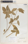 Bernardia carpinifolia Griseb., Bahamas, N. L. Britton 5760, F