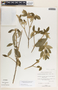 Bernardia carpinifolia Griseb., Bahamas, D. S. Correll 45095, F