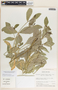 Bernardia corensis (Jacq.) Müll. Arg., Dominica, R. L. Wilbur 8123, F
