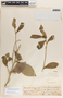 Bernardia corensis (Jacq.) Müll. Arg., Martinique, 324, F