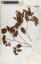 Croton lucidus L., Bahamas, E. G. Britton 3323, F