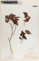 Croton lucidus L., Bahamas, E. G. Britton 6483, F
