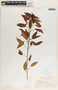 Croton lucidus L., Bahamas, E. G. Britton 6492, F