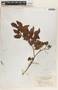 Croton lucidus L., Bahamas, L. J. K. Brace 4736bis, F