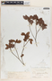 Croton lucidus L., Bahamas, N. L. Britton 2891, F