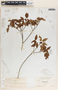 Croton lucidus L., Bahamas, N. L. Britton 2283, F