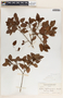 Croton lucidus L., Bahamas, L. J. K. Brace 4011, F