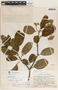 Aspidosperma cruentum Woodson, British Honduras, P. H. Gentle 3271, F