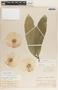 Aspidosperma desmanthum Benth. ex Müll. Arg., Guatemala, J. Donnell Smith 2475, F