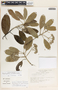 Aspidosperma spruceanum Benth. ex Müll. Arg., Mexico, E. Martínez S. 18211, F