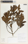 Aspidosperma excelsum Benth., Costa Rica, B. E. Hammel 17510, F