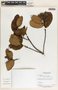 Aspidosperma excelsum Benth., Panama, C. Galdames 3777, F