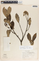 Aspidosperma excelsum Benth., Panama, R. L. Dressler 4262, F