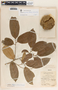 Aspidosperma megalocarpon Müll. Arg., Guatemala, H. H. Bartlett 12660, F