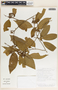 Aspidosperma megalocarpon Müll. Arg., Costa Rica, B. E. Hammel 18896, F