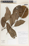 Aspidosperma myristicifolium (Markgr.) Woodson, Costa Rica, B. E. Hammel 16942, F