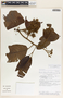 Aspidosperma myristicifolium (Markgr.) Woodson, Costa Rica, B. E. Hammel 18016, F