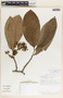 Aspidosperma myristicifolium (Markgr.) Woodson, Costa Rica, R. Aguilar 924, F