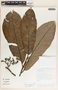 Aspidosperma myristicifolium (Markgr.) Woodson, Costa Rica, J. F. Morales 1925, F
