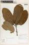 Aspidosperma myristicifolium (Markgr.) Woodson, Costa Rica, A. Chacón 1061, F