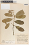Aspidosperma spruceanum Benth. ex Müll. Arg., Mexico, J. Chavelas P. 2938, F