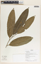 Aspidosperma cf. spruceanum Benth. ex Müll. Arg., Belize, M. Lowman 48, F