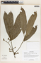 Aspidosperma spruceanum Benth. ex Müll. Arg., Belize, S. W. Brewer 821, F