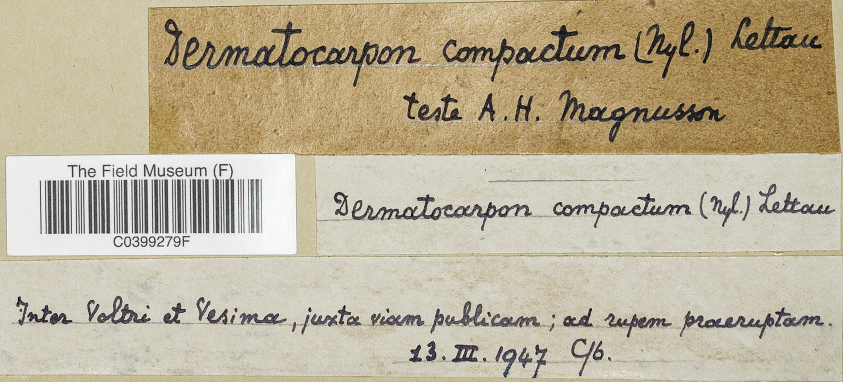 Heteroplacidium compactum image