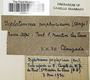 Diplotomma chlorophaeum image