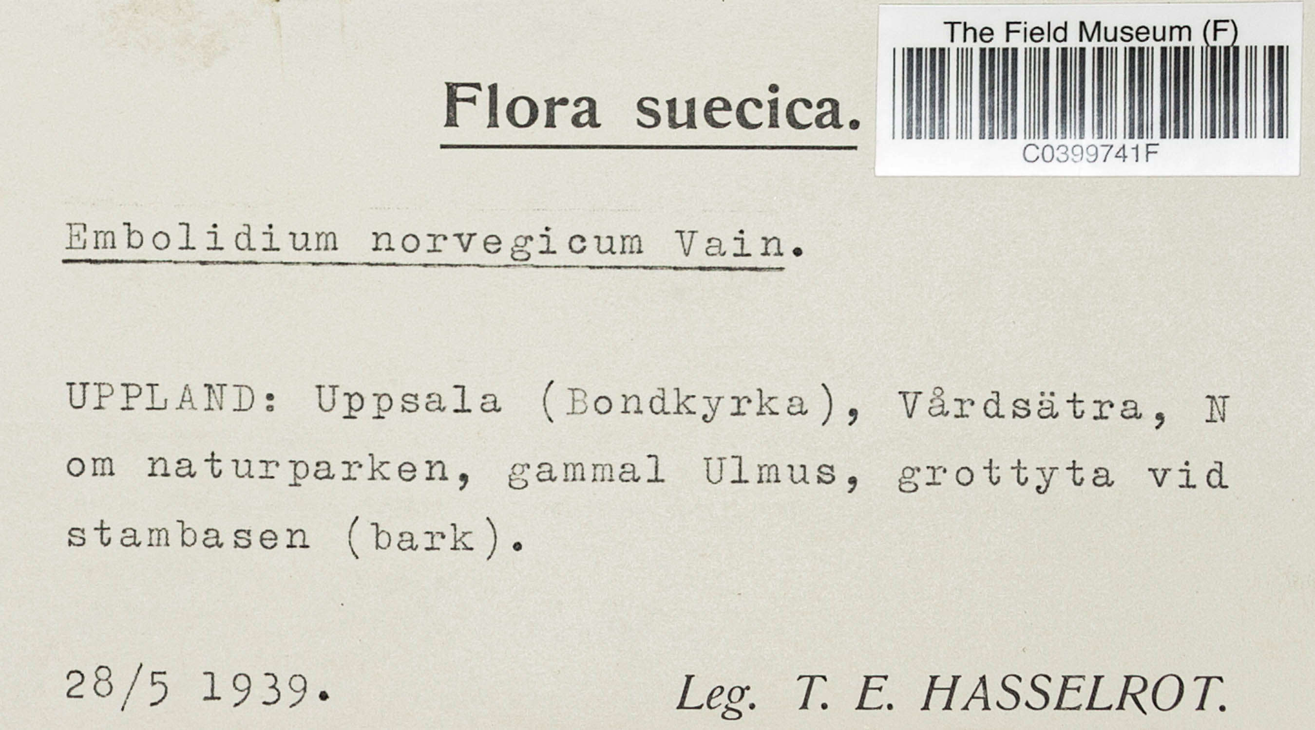 Embolidium norvegicum image