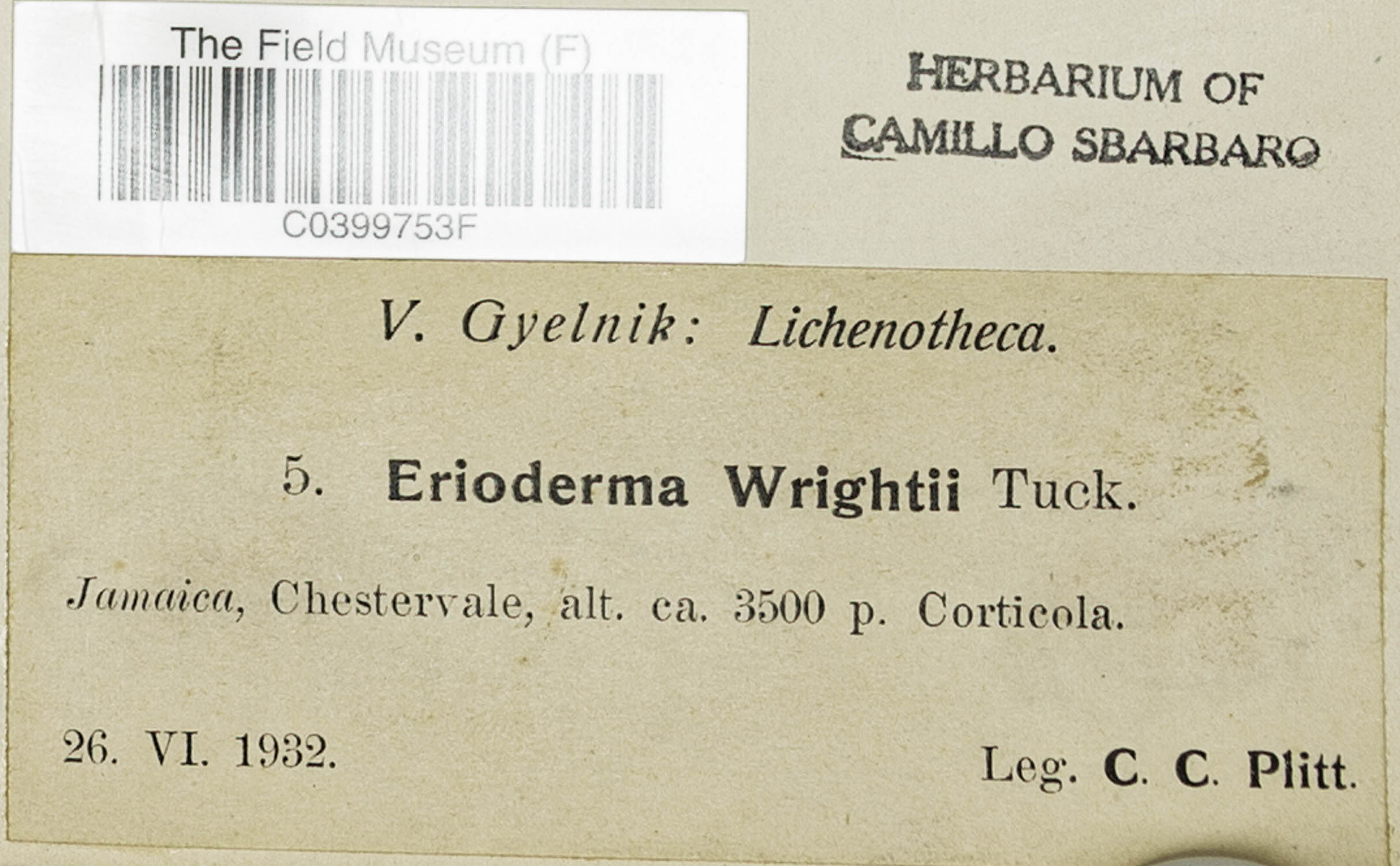 Erioderma wrightii image